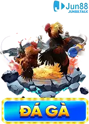 ảnh đá gà jun88